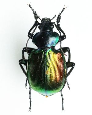 Moškatnik (Calosoma sycophanta), samec